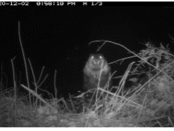 Release the Beavers