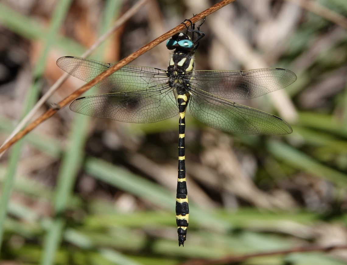 Apache Spiketail