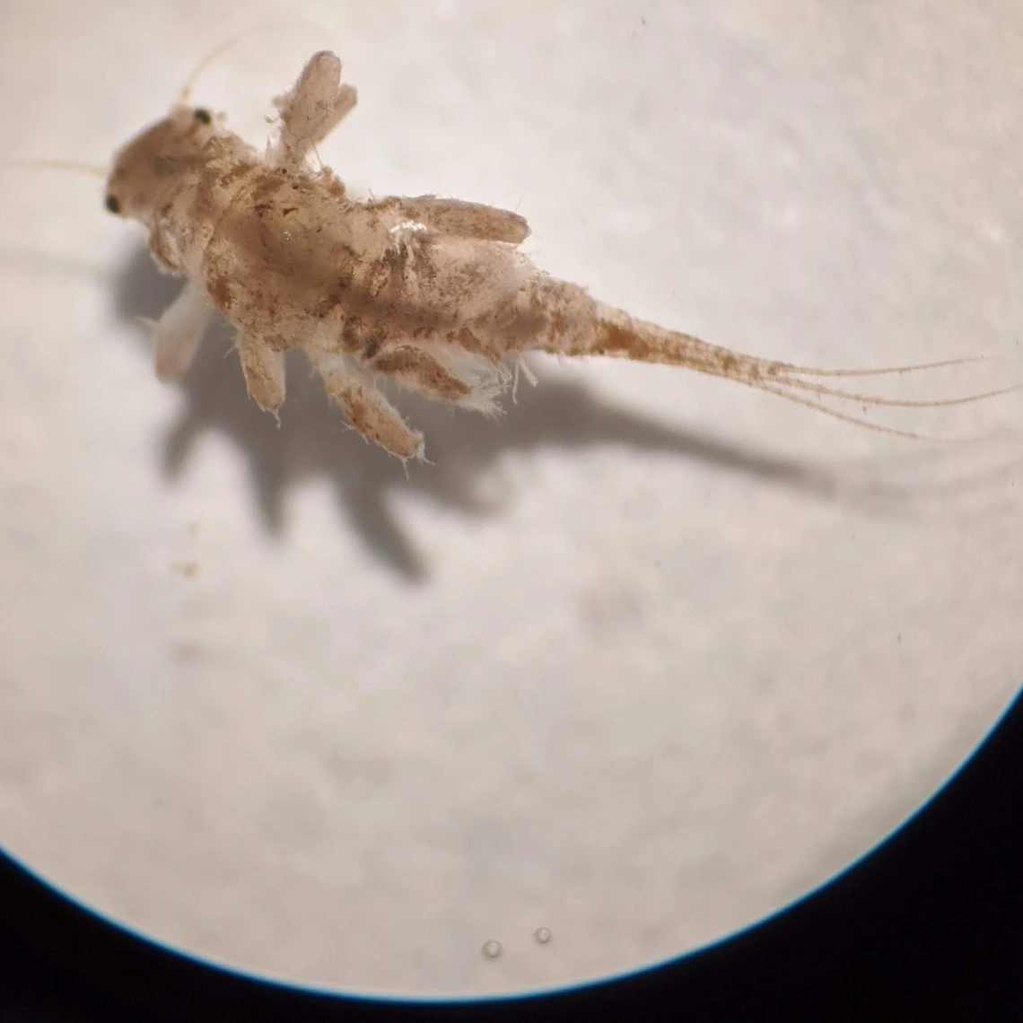 Tricorythodes
