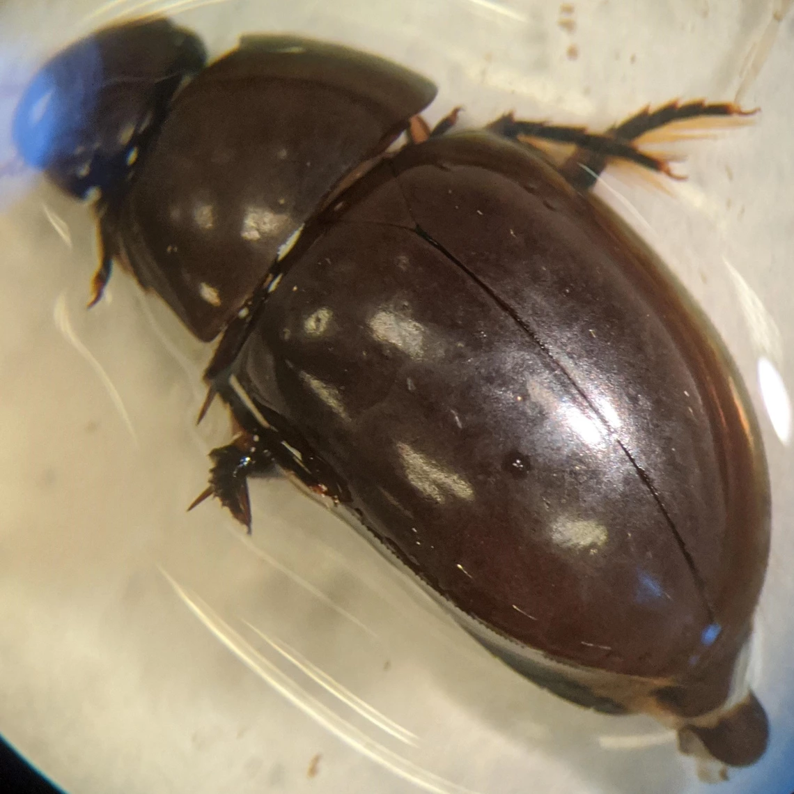 Tropisternus