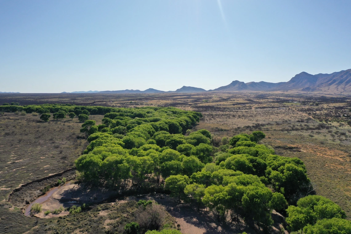An aerial view of the trees along the San Pedro River